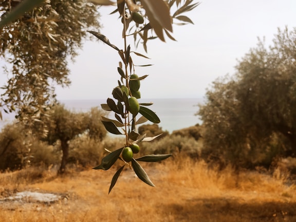 A branch of an olive tree with green olives and leaves hangs prominently in the foreground, set against a backdrop of a blurred dry field and other olive trees. In the distant background, the horizon where the land meets the light sky is visible.