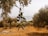 A branch of an olive tree with green olives and leaves hangs prominently in the foreground, set against a backdrop of a blurred dry field and other olive trees. In the distant background, the horizon where the land meets the light sky is visible.