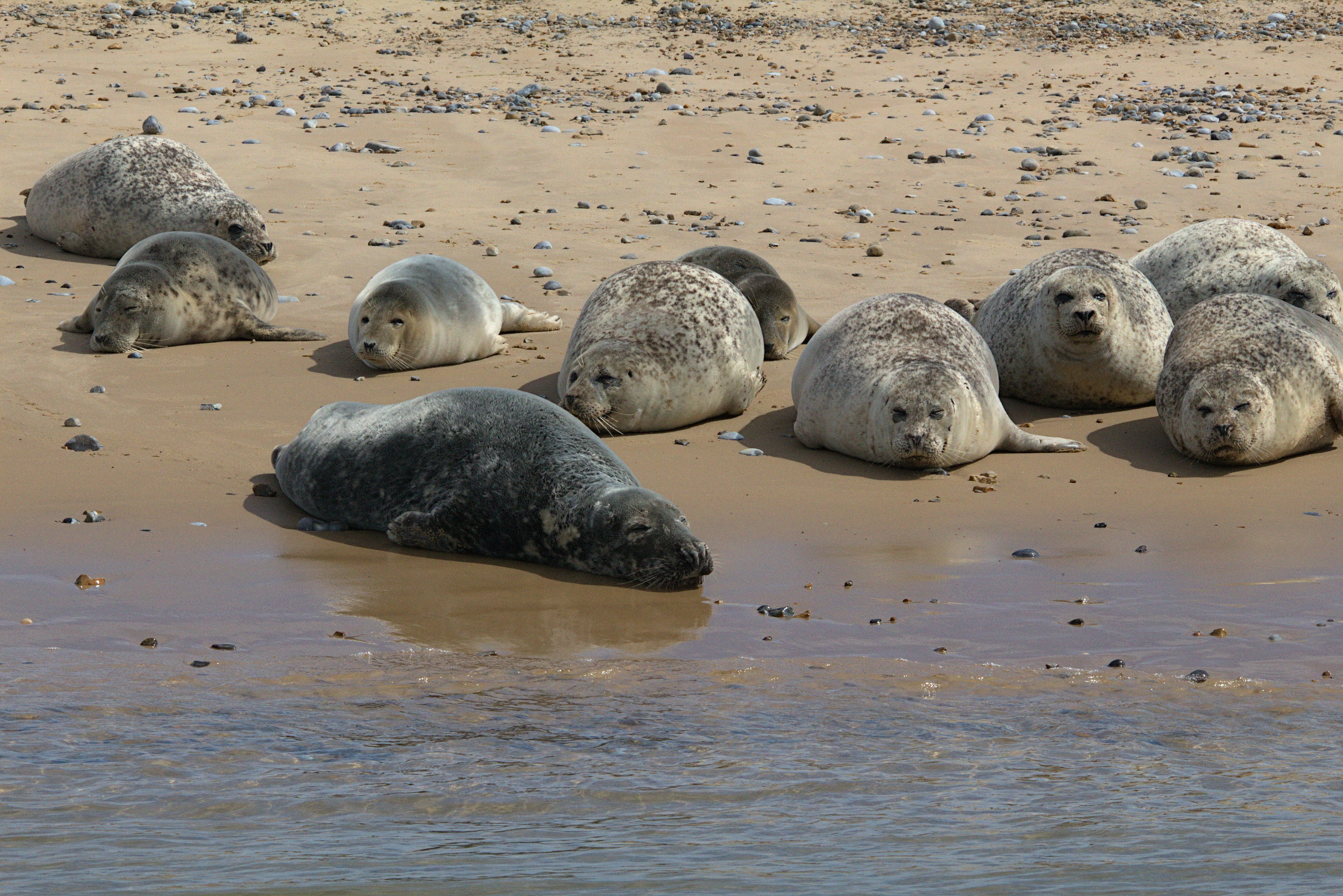 a group of sea lions laying on top of a sandy beach