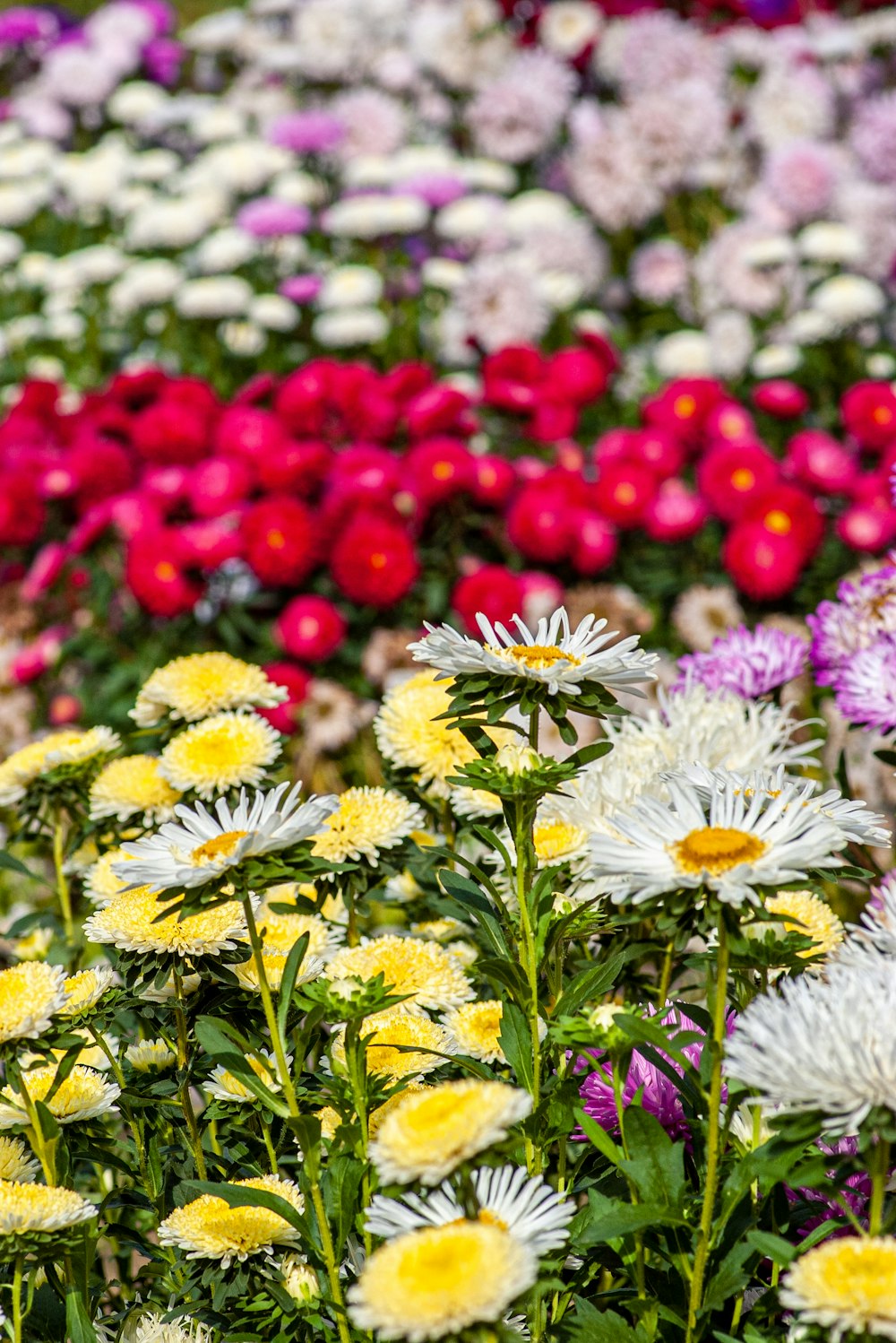 red and white flowers in tilt shift lens