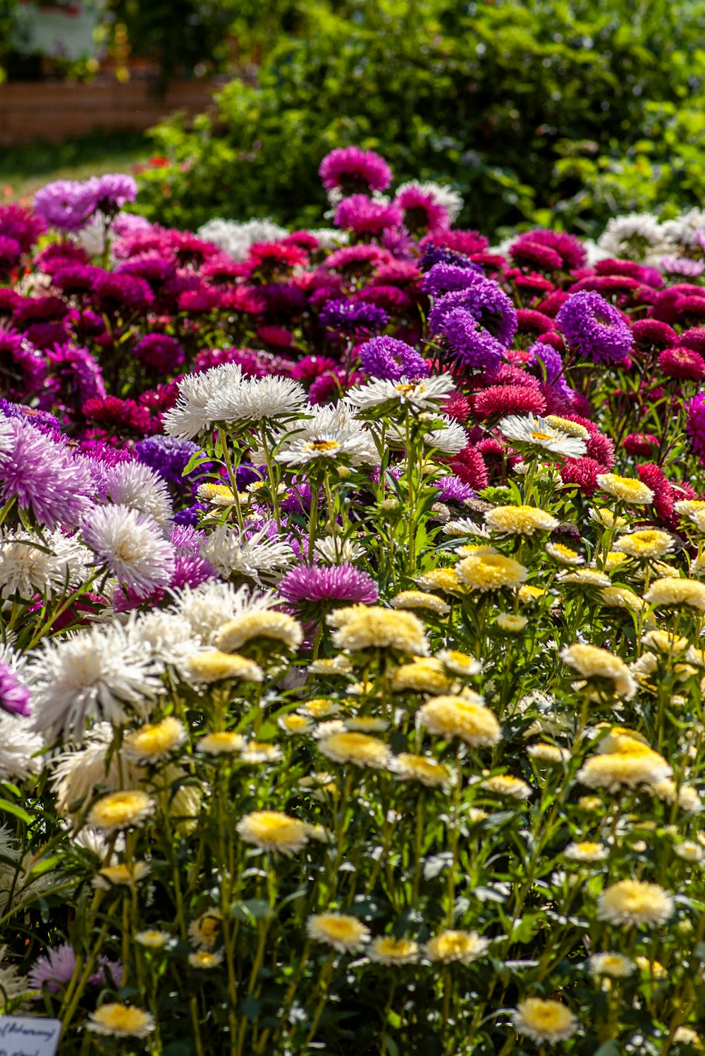 flores moradas y amarillas durante el día