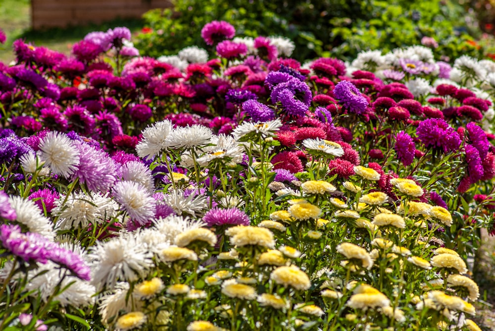 purple and yellow flowers during daytime