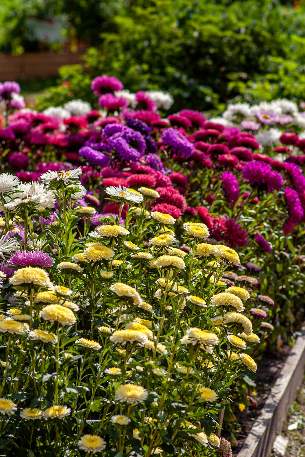 purple and yellow flowers during daytime