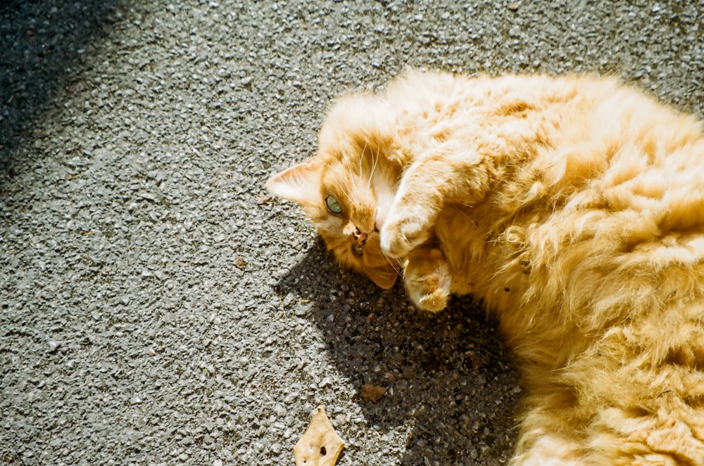 an orange cat is laying on the ground