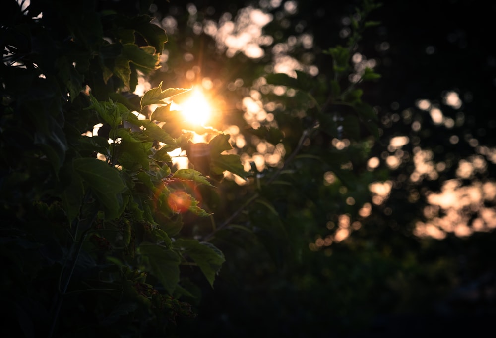 the sun shining through the leaves of a tree