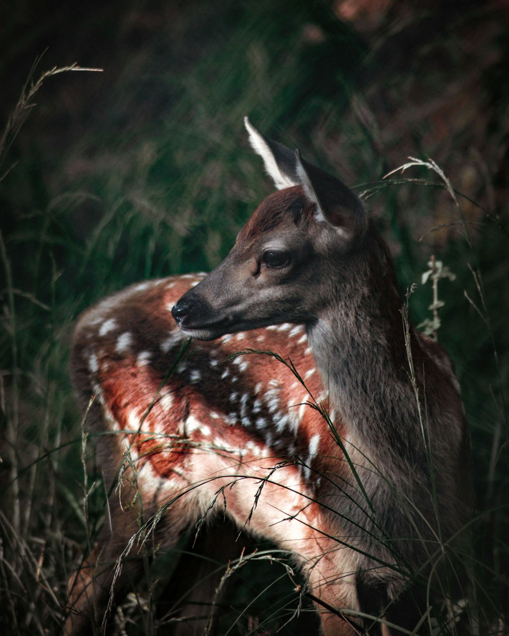 a young deer is standing in the tall grass