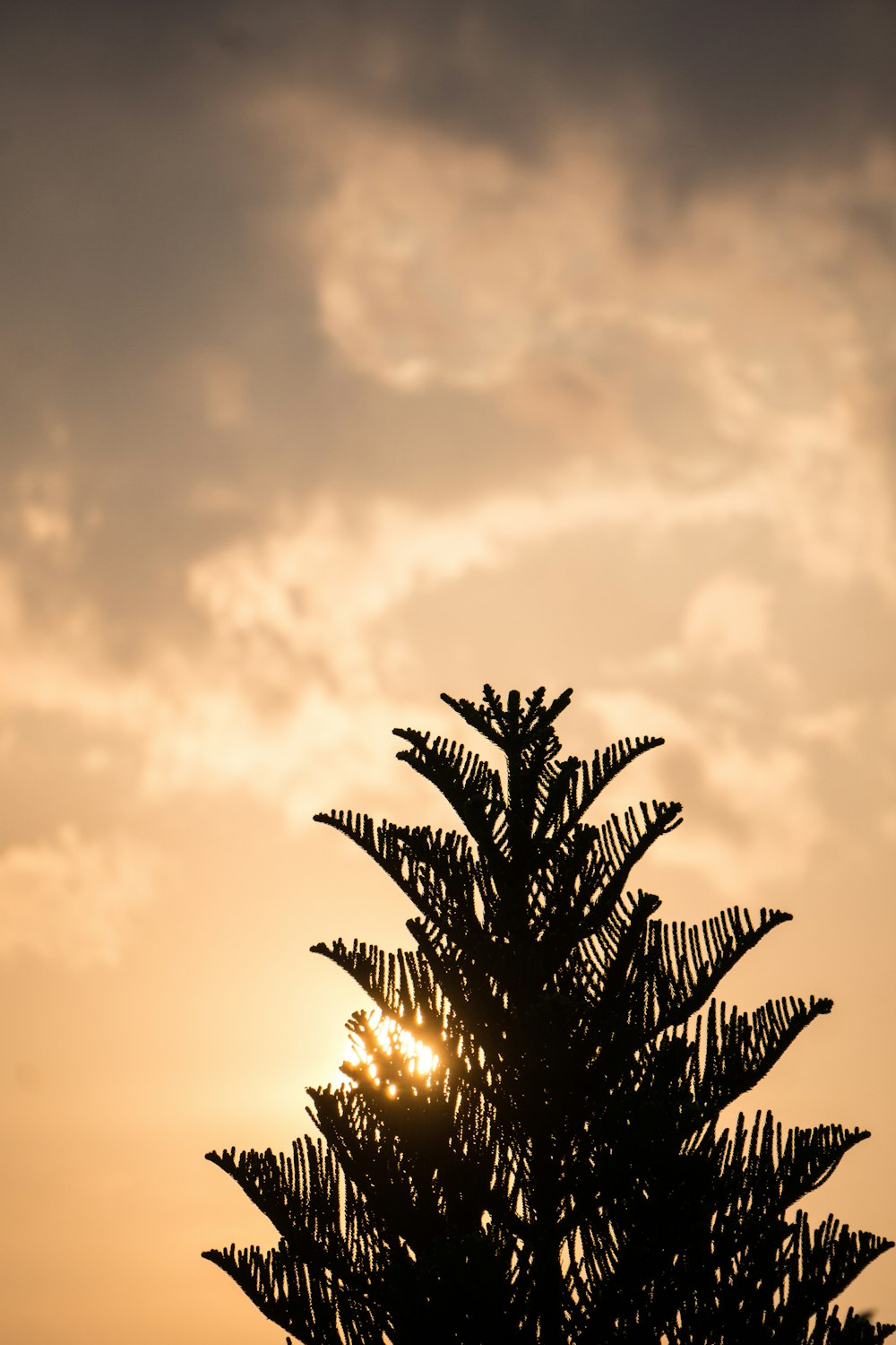 Palmera bajo el cielo nublado durante la puesta del sol