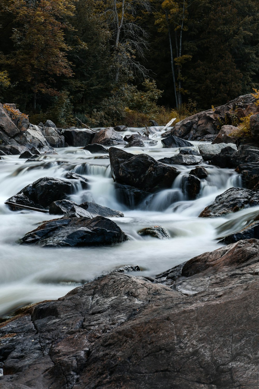 Un río que atraviesa un bosque lleno de muchas rocas