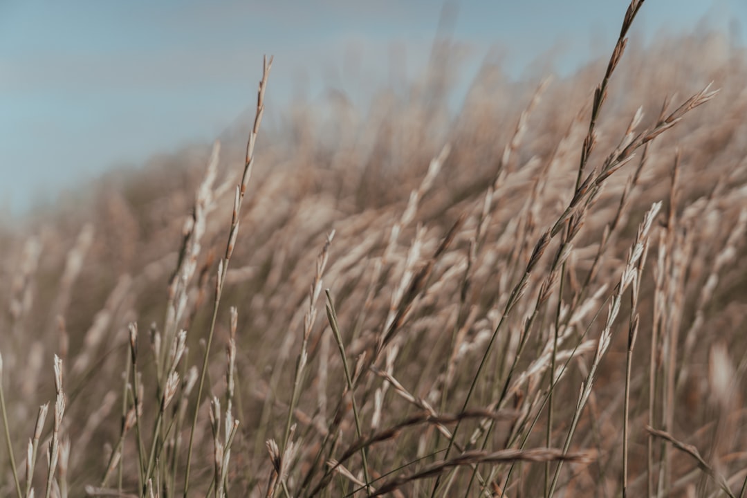 brown wheat field during daytime