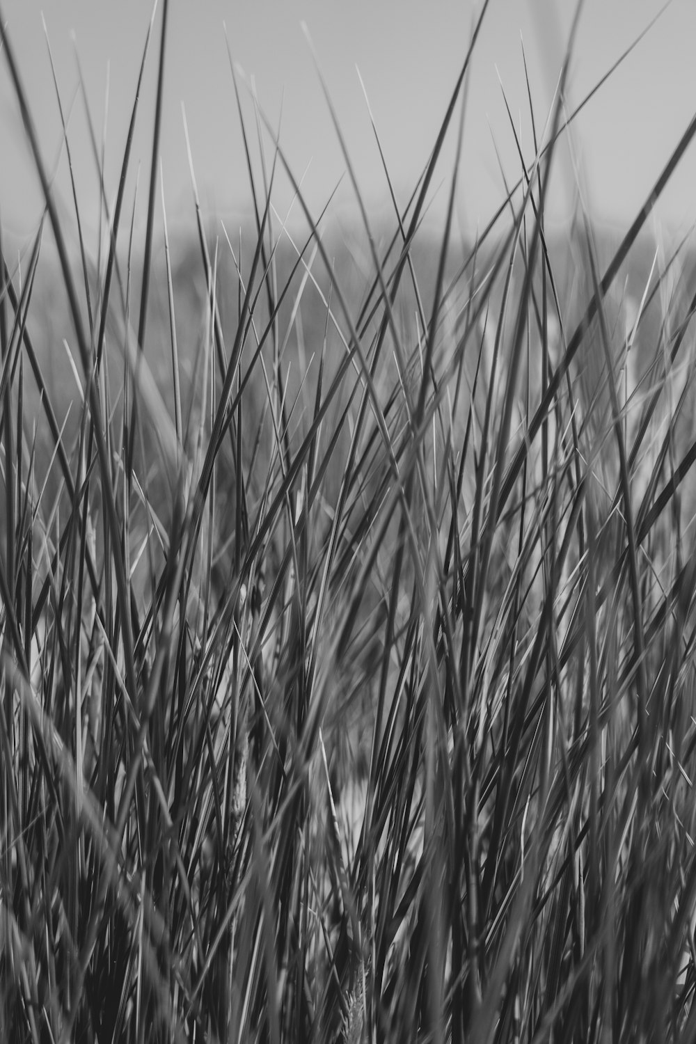 grayscale photo of grass during daytime