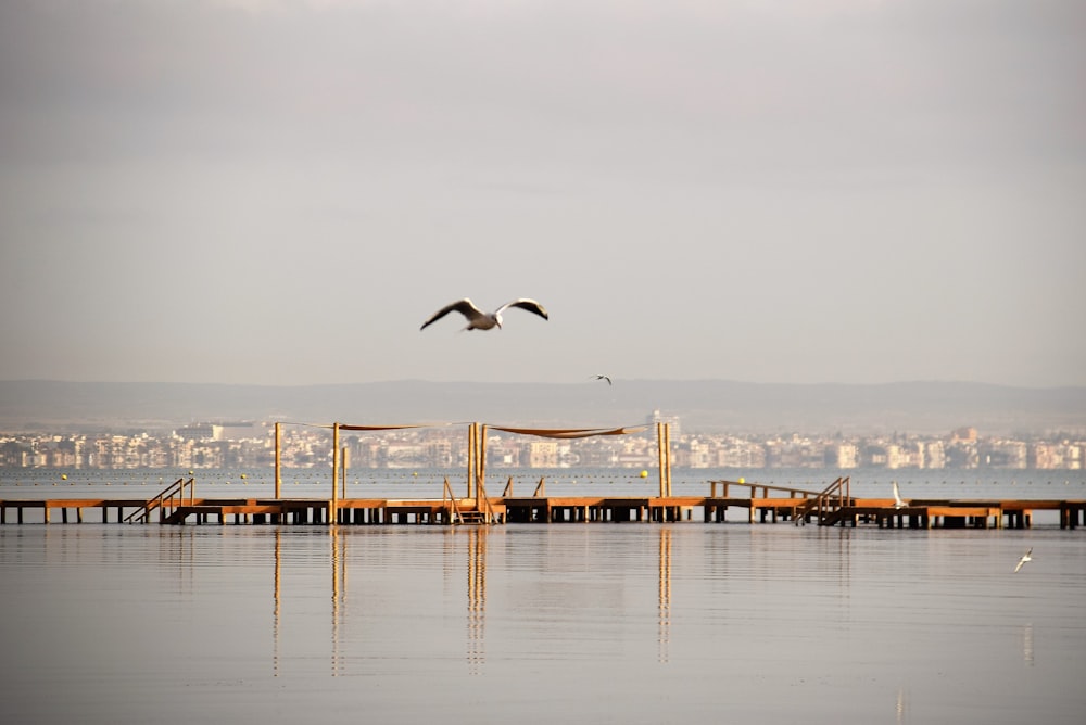 two seagulls flying over a pier with a city in the background