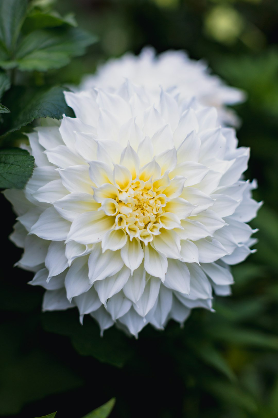 white flower in macro shot