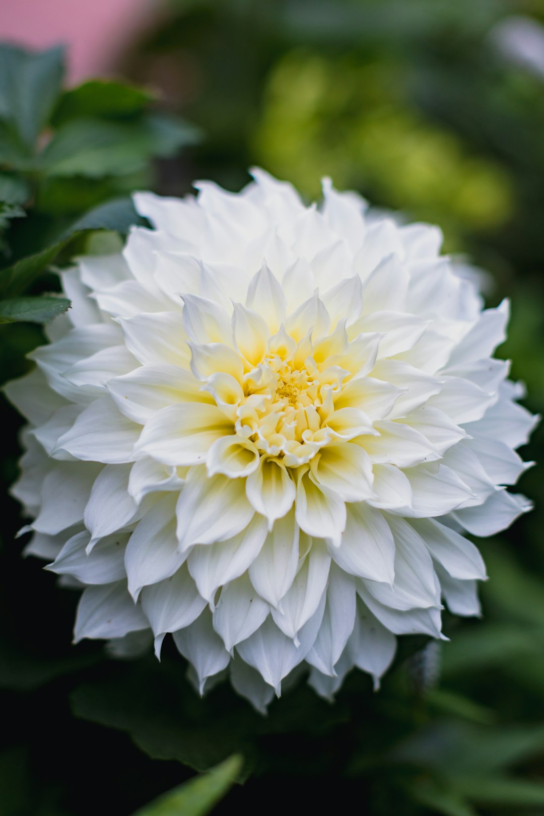 white flower in tilt shift lens