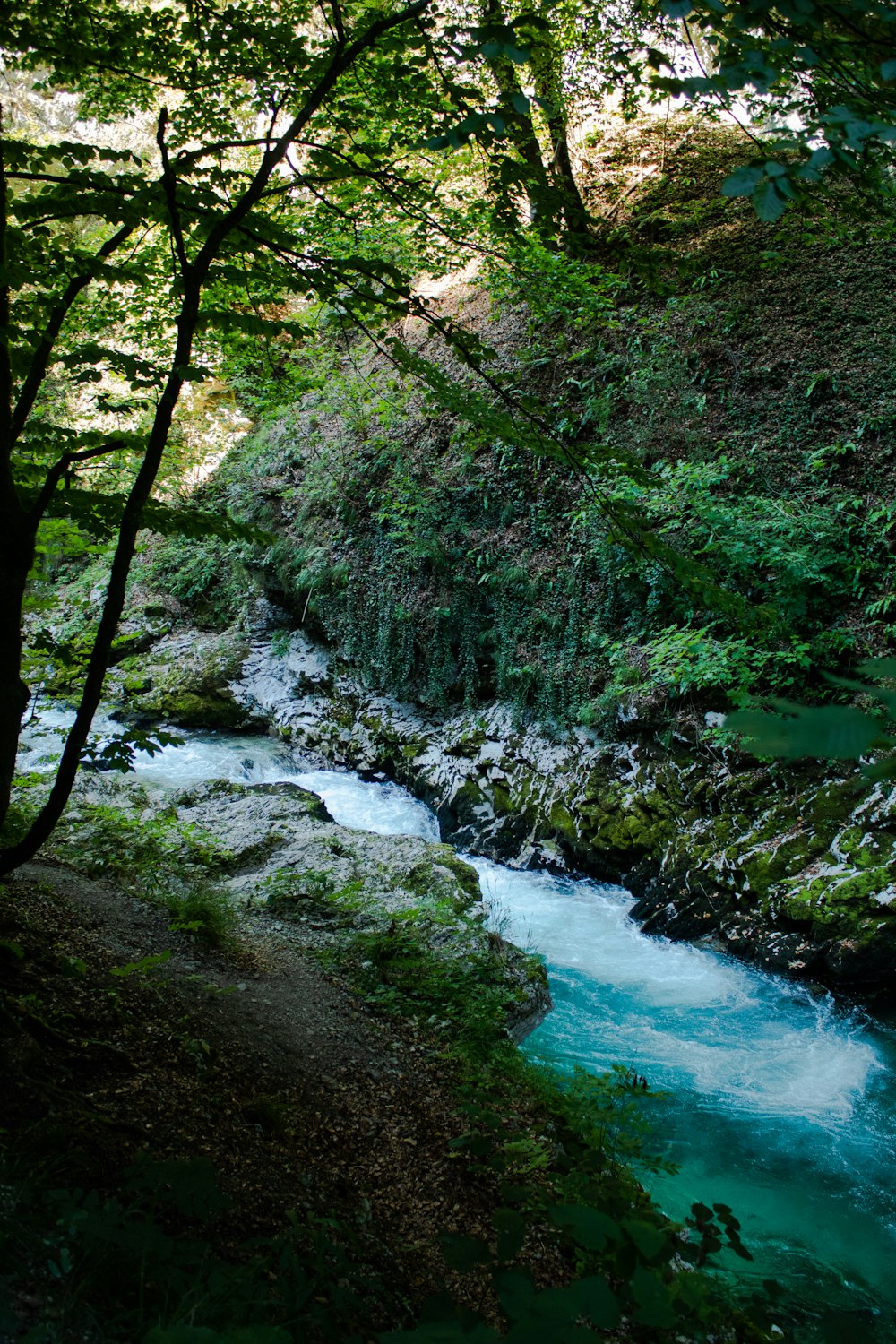 a river running through a lush green forest