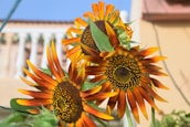 Three vibrant sunflowers with orange and yellow petals are prominently displayed against a blurred background of a building and blue sky. The center of each flower is dark brown, rich with texture and detail. Green leaves surround the flowers, enhancing the vividness of the floral display.