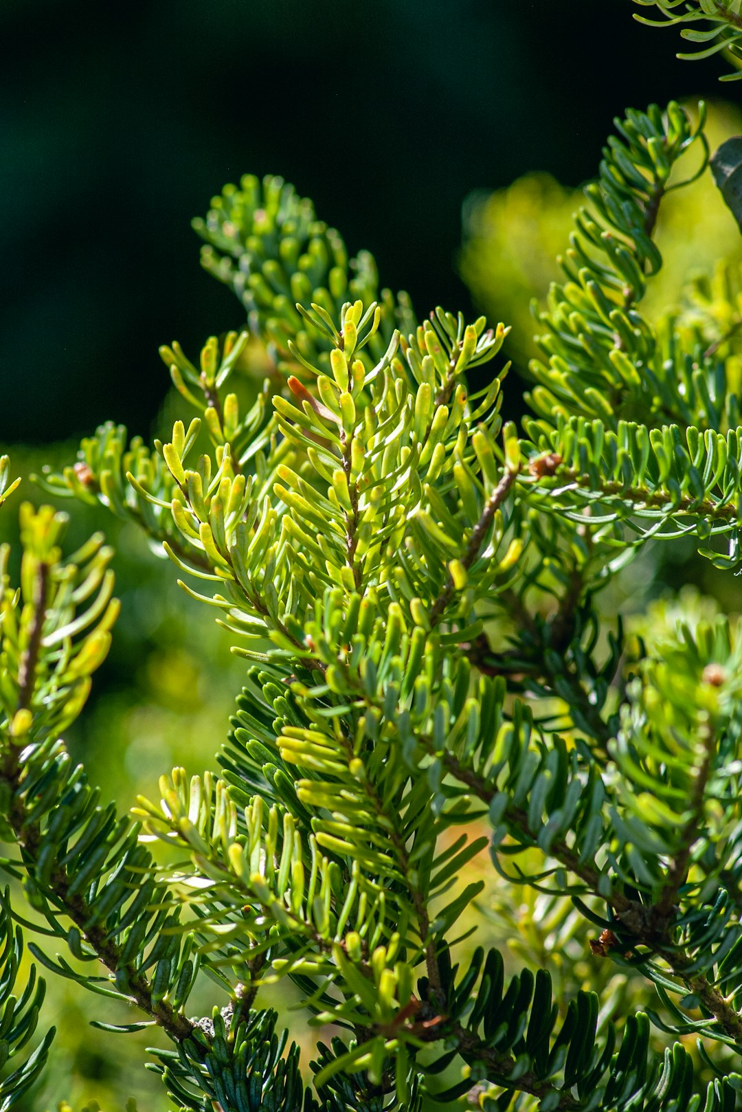 green fern plant in close up photography