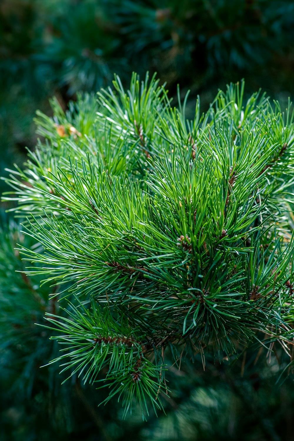 green pine tree in close up photography