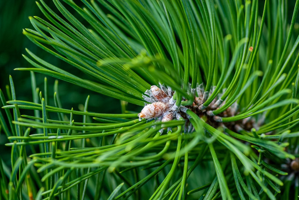 green plant with white flowers