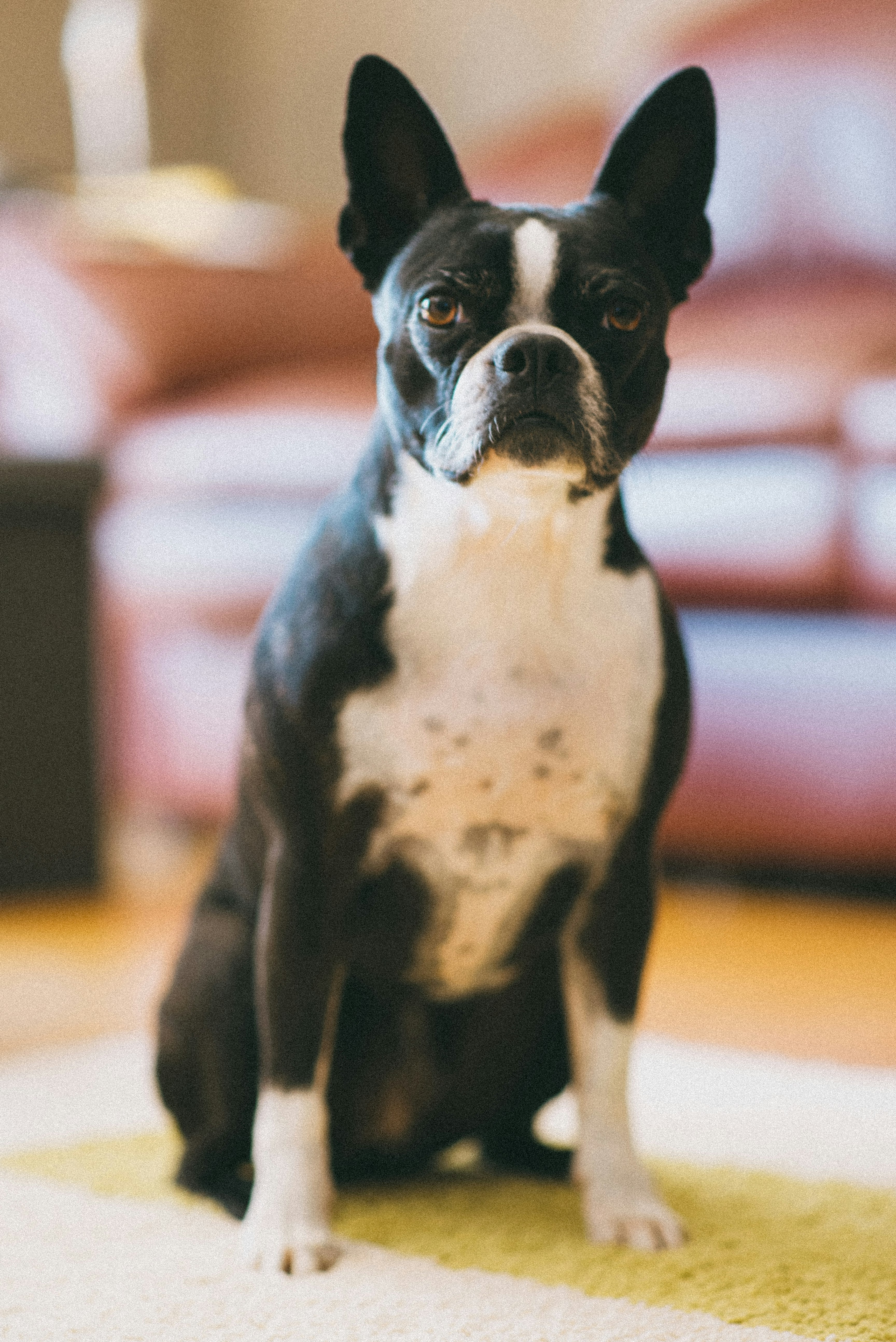 black and white short coated dog