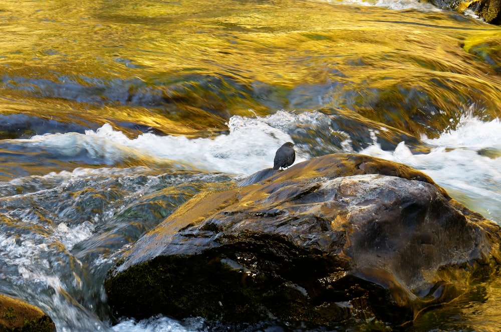 a bird sitting on a rock in a stream