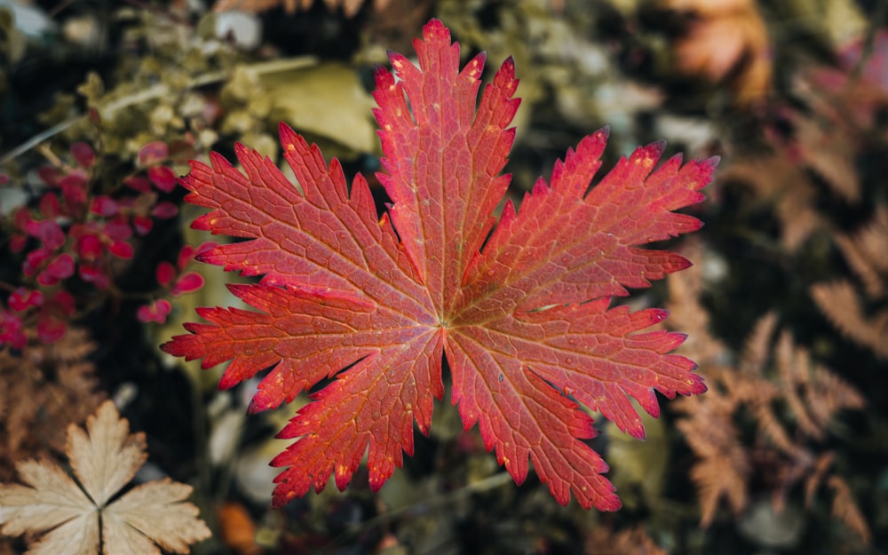 red maple leaf in close up photography