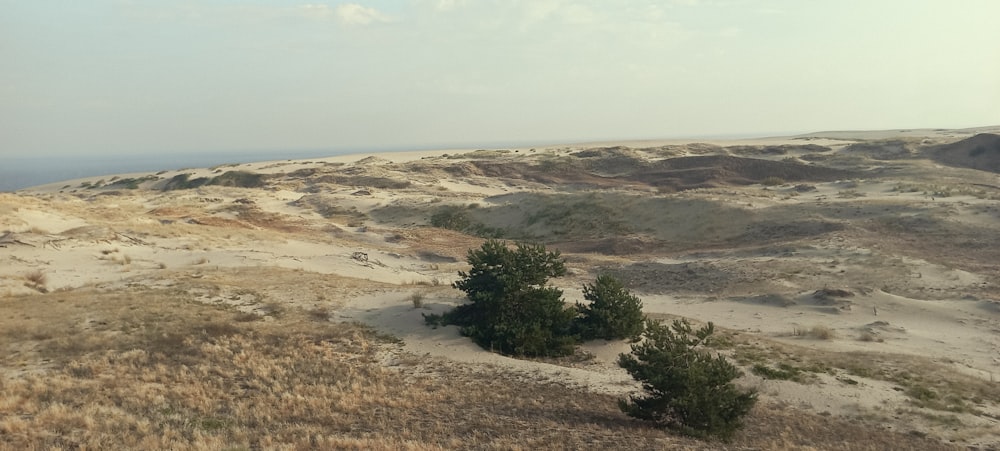 Una vista de un desierto con algunos árboles