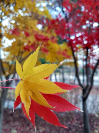Close-up of vibrant maple leaves glowing in red and yellow hues.