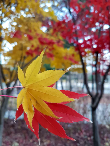 Close-up of vibrant maple leaves glowing in red and yellow hues.