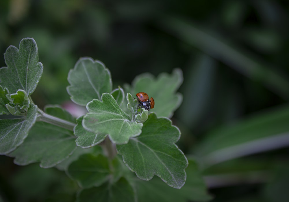 une coccinelle assise sur une feuille verte