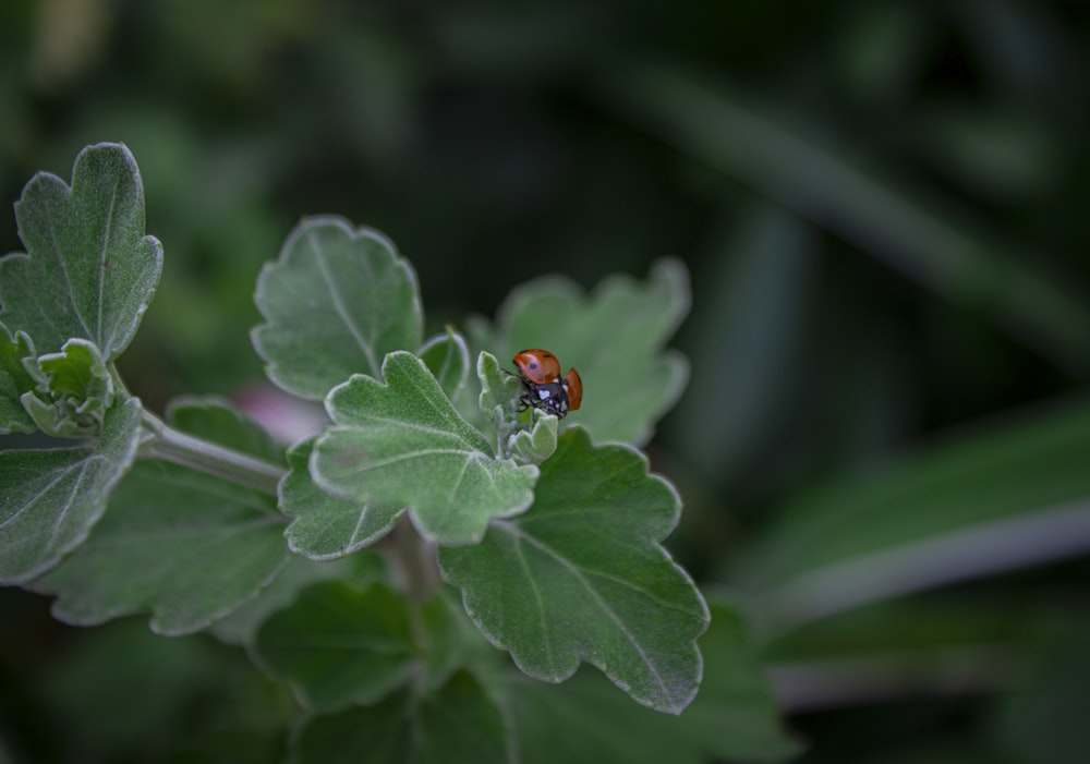 a lady bug sitting on top of a green leaf