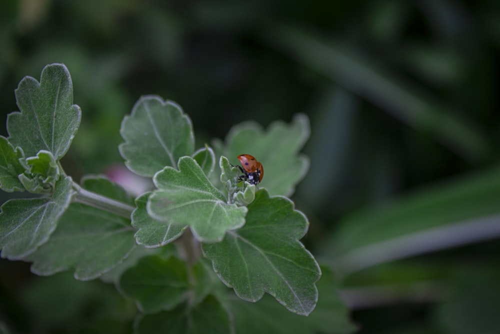 Ein Marienkäfer sitzt auf einem grünen Blatt