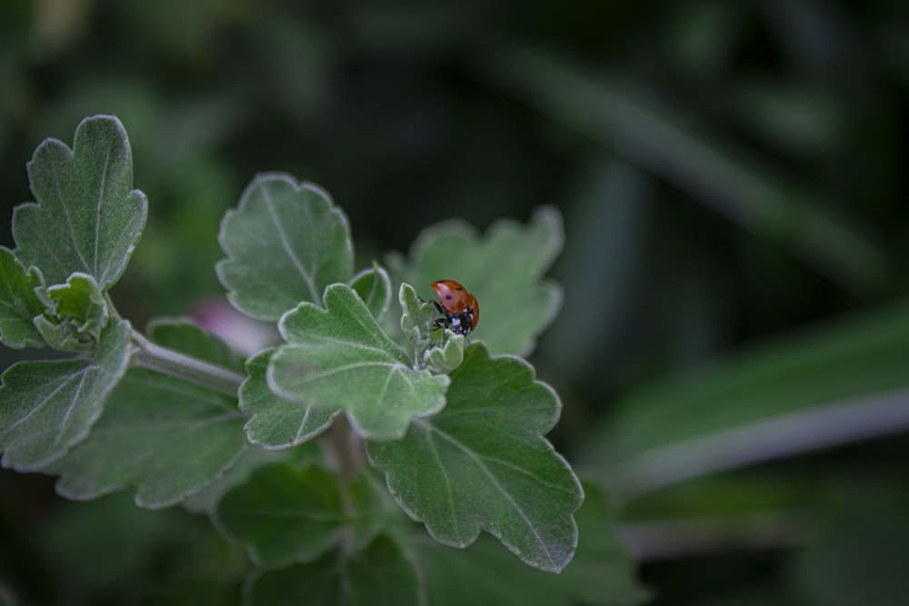 a lady bug sitting on top of a green leaf