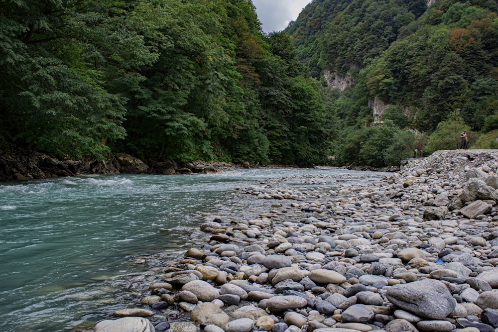 a river running through a lush green forest