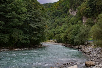 a river running through a lush green forest