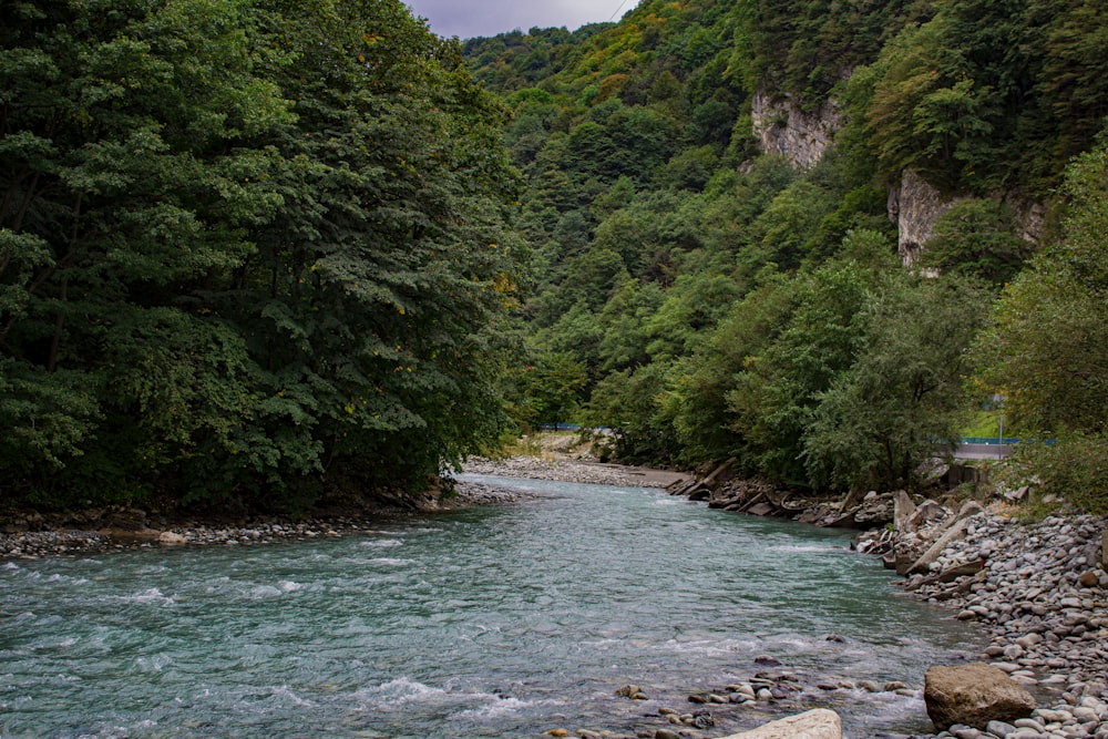 a river running through a lush green forest