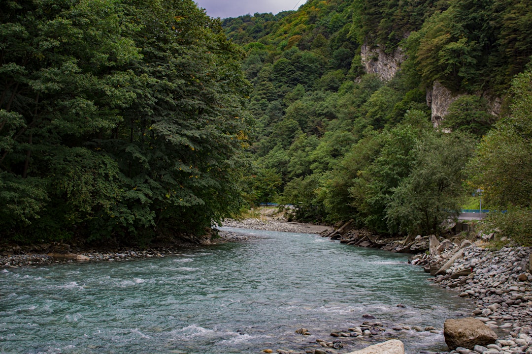a river running through a lush green forest,