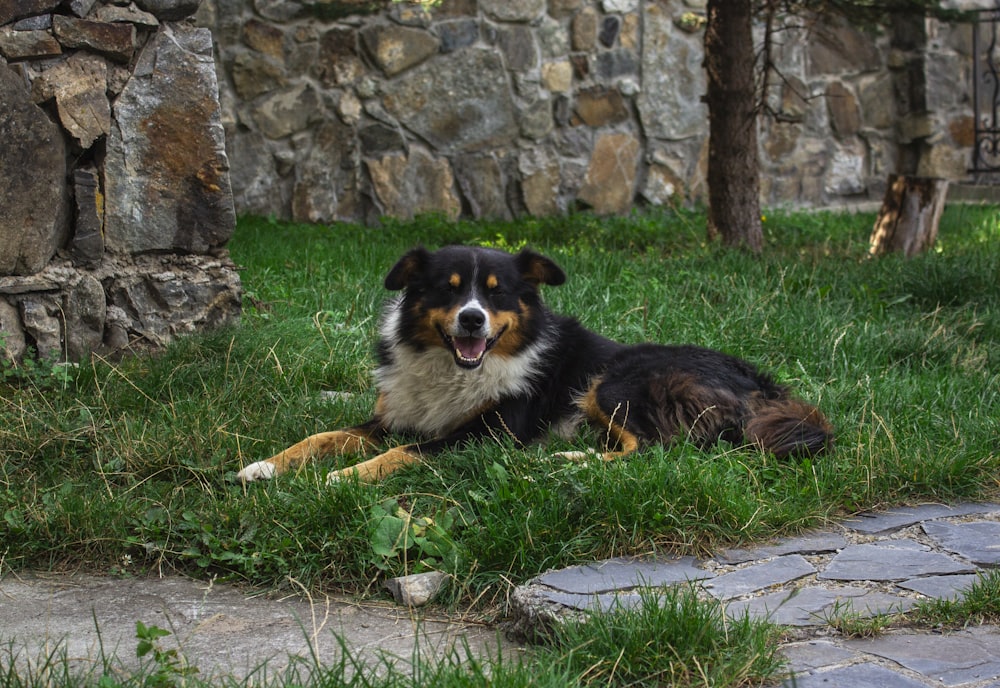 a dog laying in the grass next to a stone wall