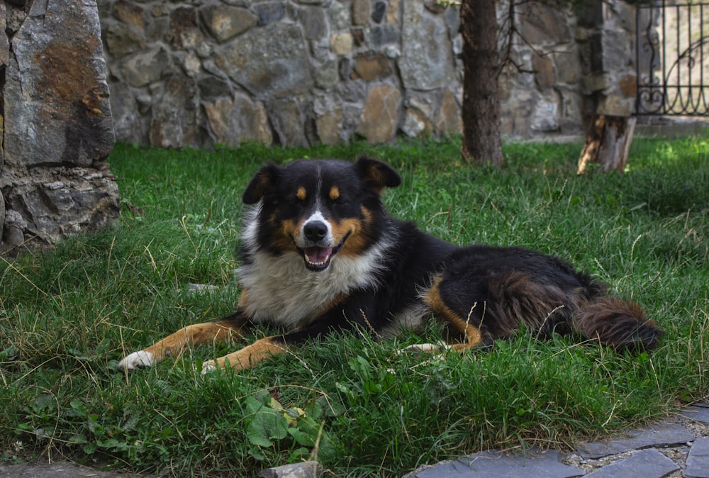 Un perro tendido en la hierba cerca de un muro de piedra