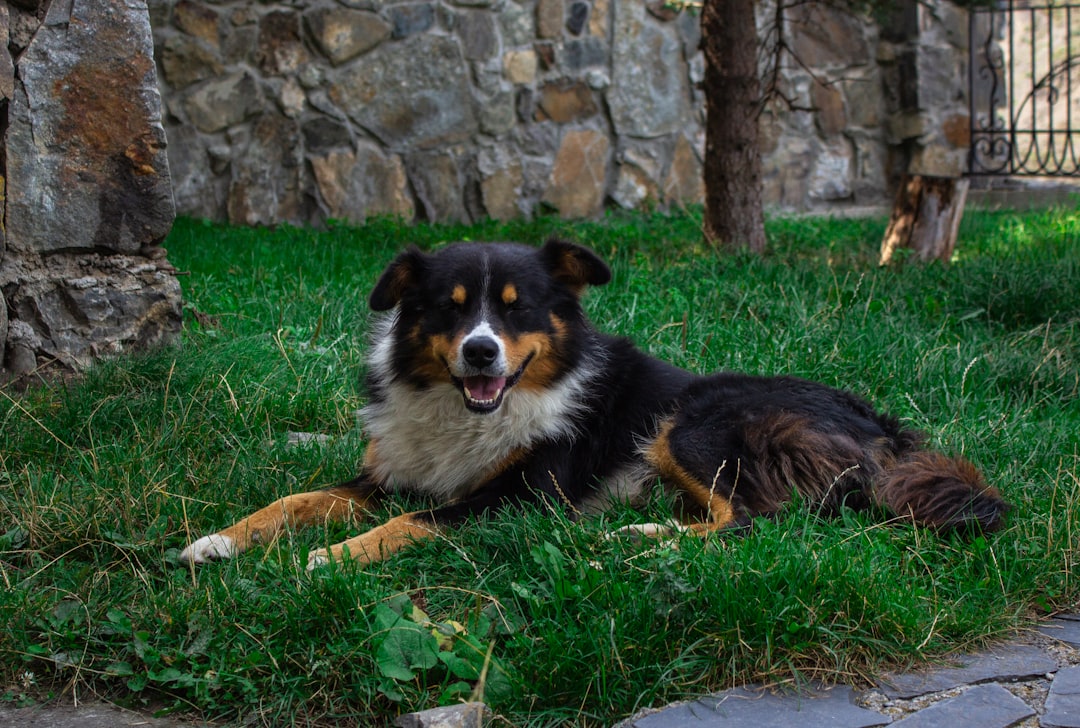 a dog laying in the grass near a stone wall