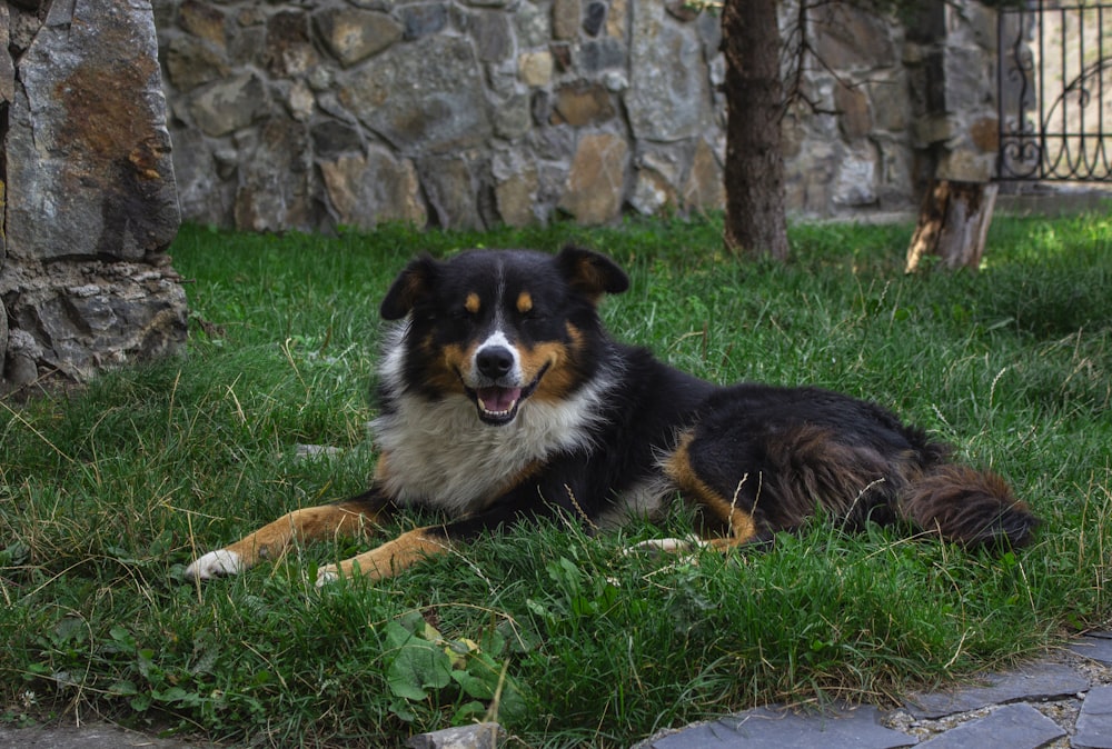 a dog laying in the grass near a stone wall