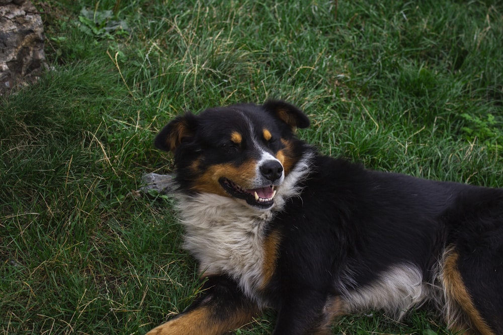 a black and brown dog laying on top of a lush green field