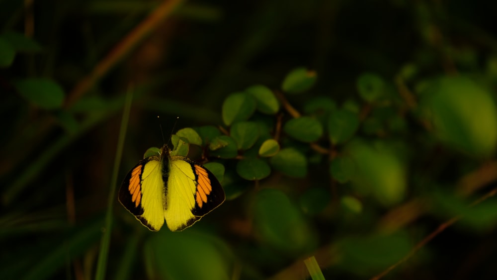 ein gelber und schwarzer Schmetterling, der auf einer grünen Pflanze sitzt