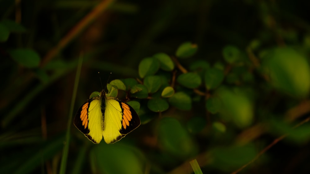 a yellow and black butterfly sitting on top of a green plant