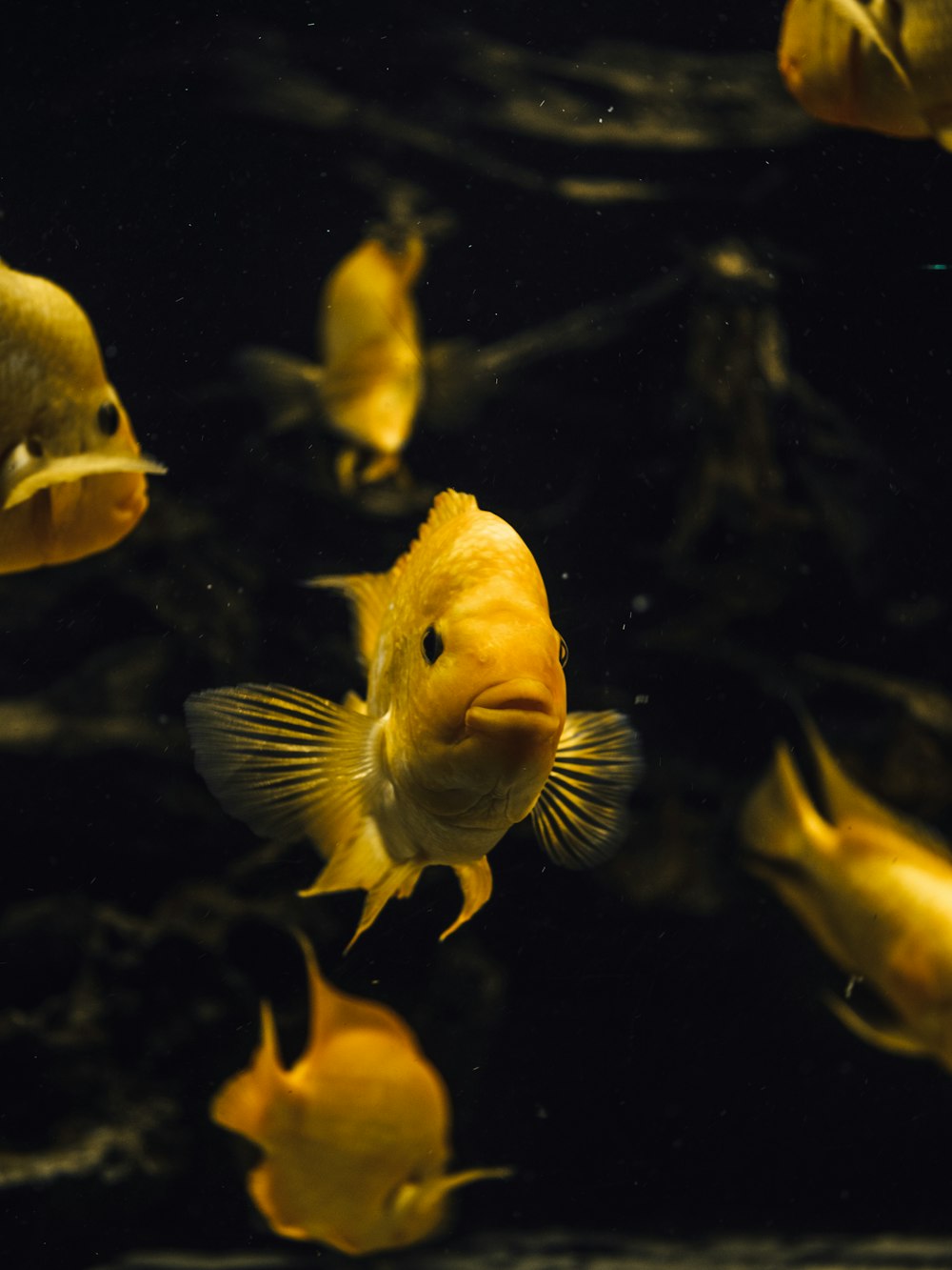 Peces amarillos y blancos en el agua