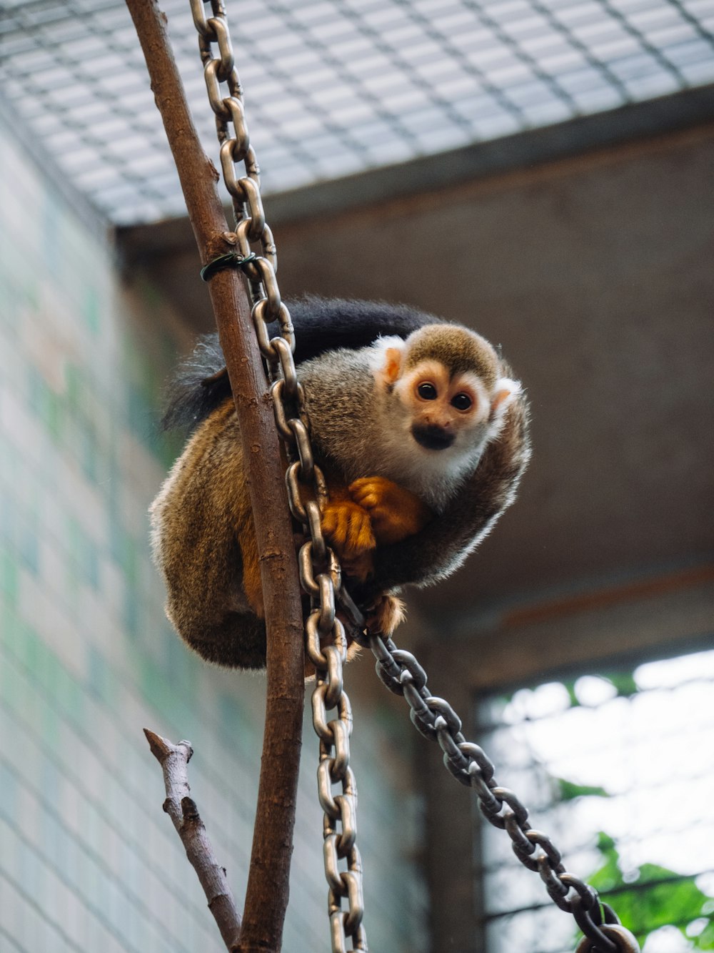 brown and white monkey on brown tree branch during daytime