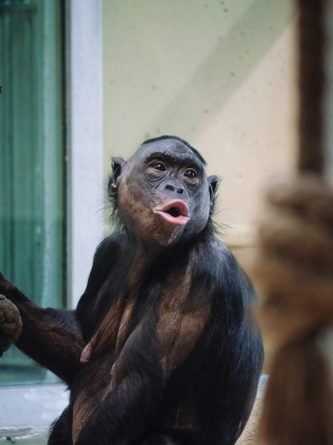  black monkey on brown tree branch chimpanzee