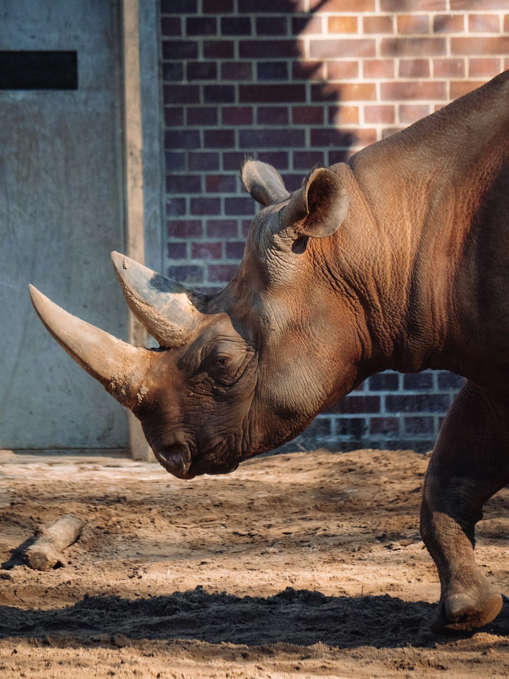 brown rhinoceros on brown soil during daytime