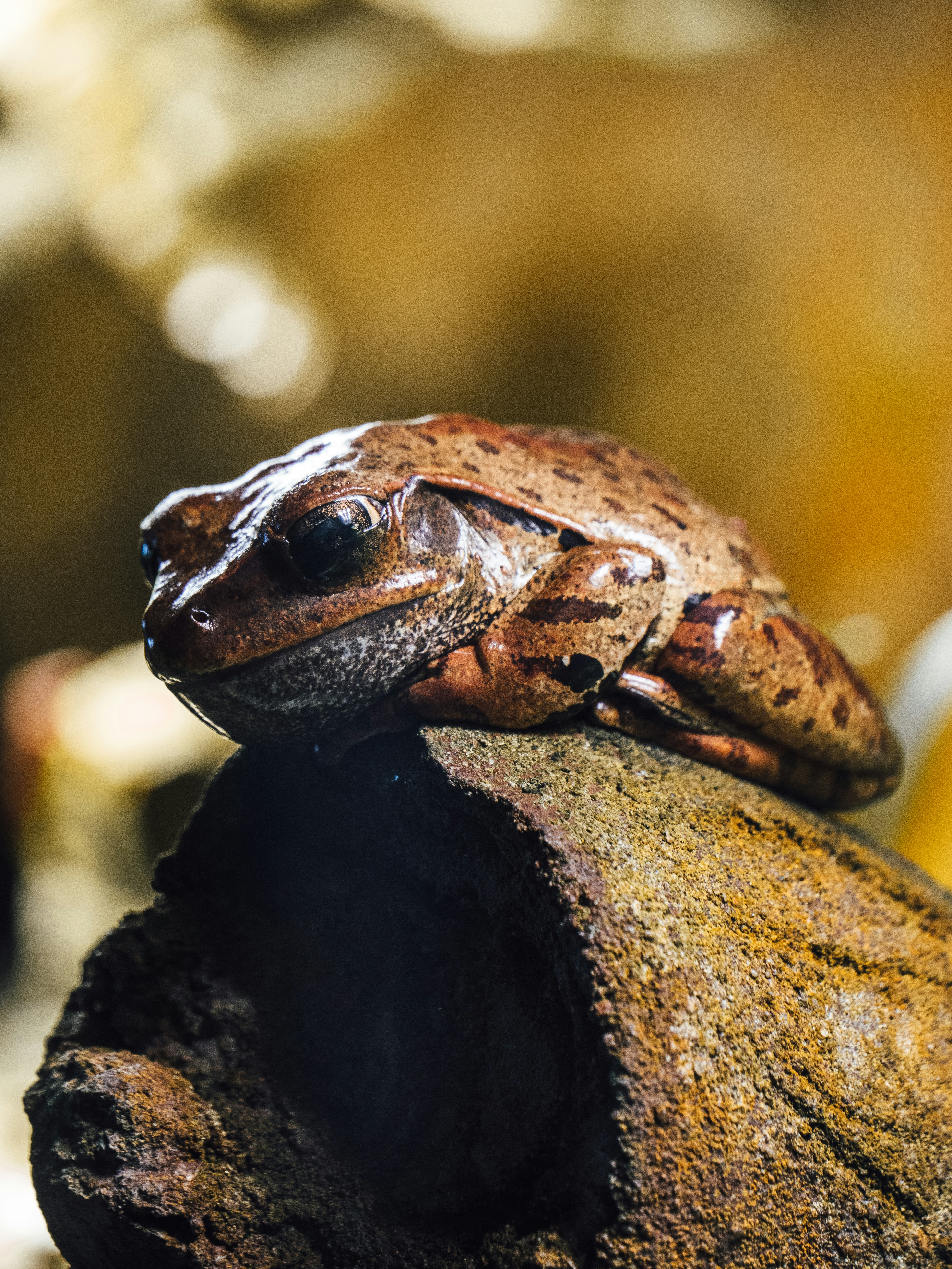 brown and black frog on brown rock