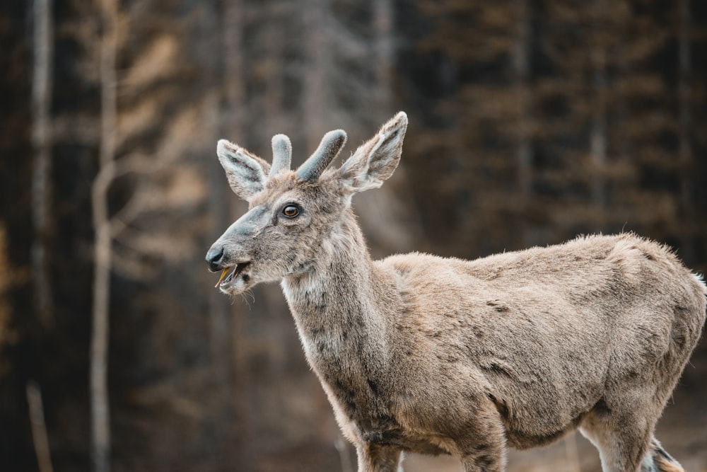 brown deer in tilt shift lens