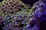 a close up of a purple and green coral
